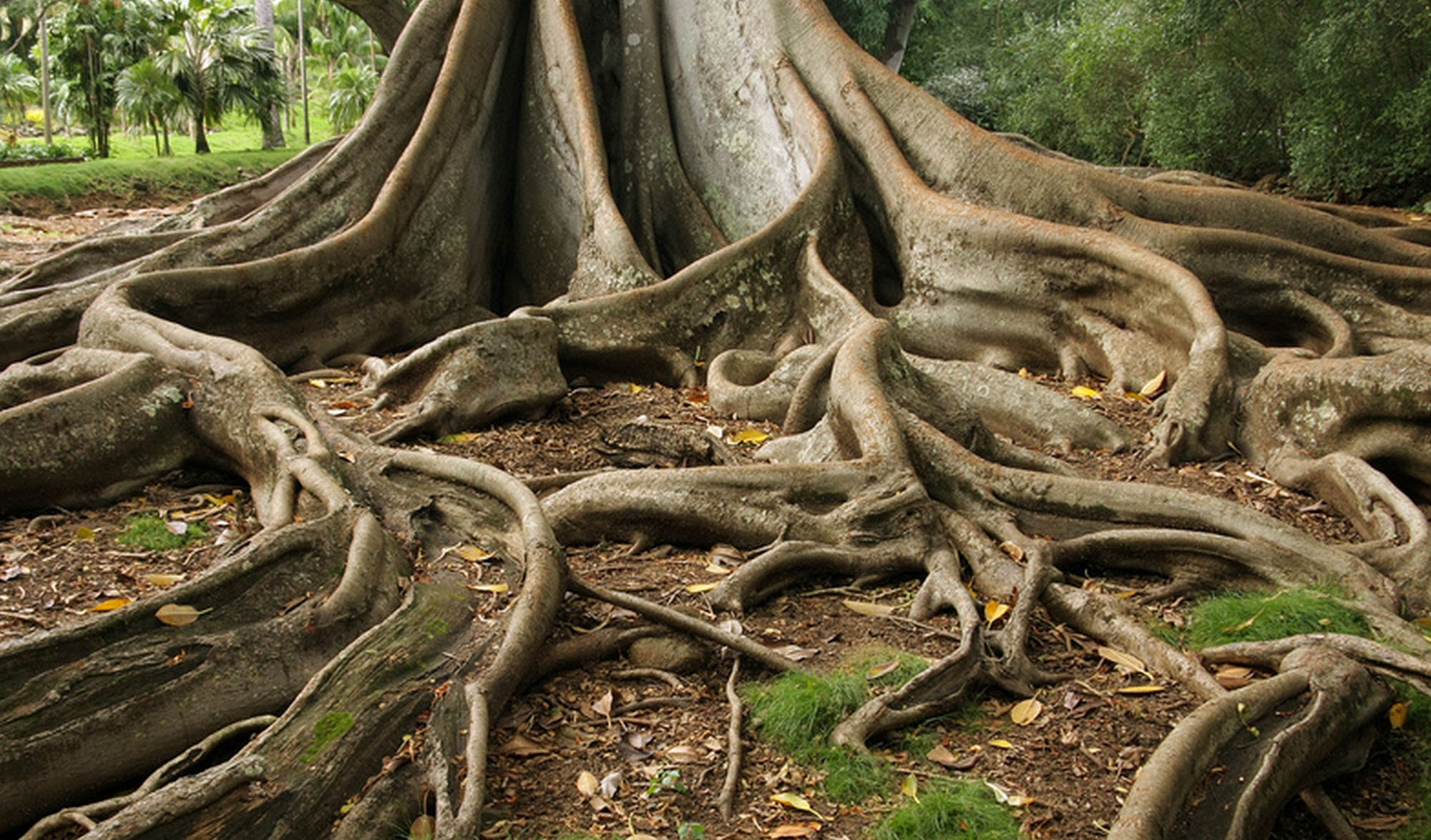 2 особенных дерева. Фикус душитель Баньян. Милорн дерево. Дерево Утун. Досковидные корни.